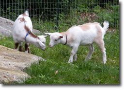 Nigerian Dwarf goats