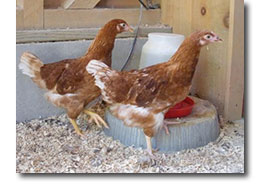 bantam white leghorn hen