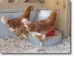 Golden Comet hens