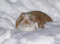 Candy the bunny hopping out of her tunnel