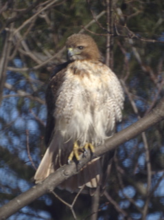 red-tail hawk