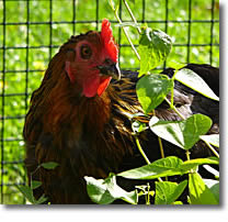 Black Star hen