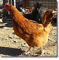 New Hampshire Red hen