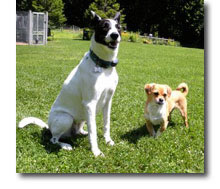 two dogs Lily and Scooter