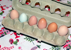 hen eggs with different colors