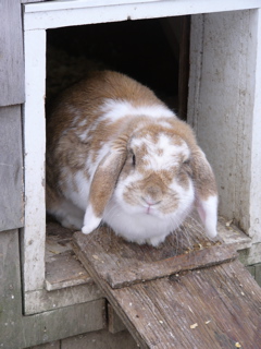 rabbit blocking the henhouse door