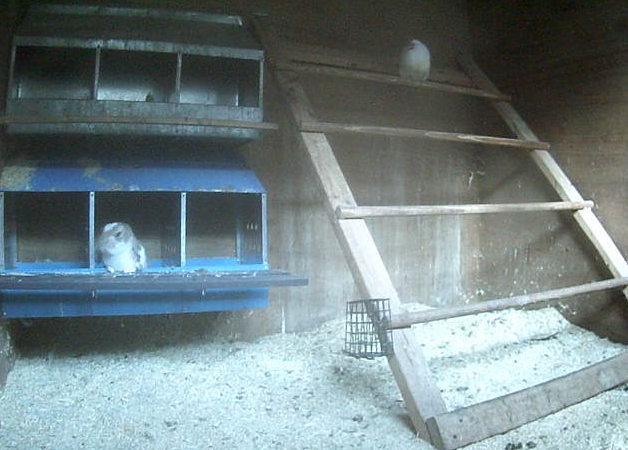 rabbit in hen nesting box