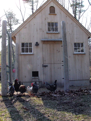 barn with chickens