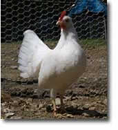 bantam white leghorn hens