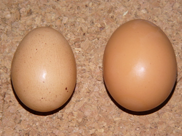 eggs