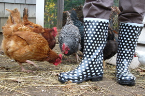 fancy chicken boots