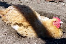 hen taking a dust bath