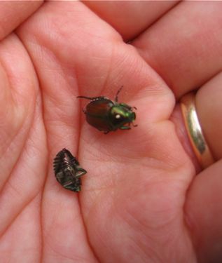 Japanese beetles