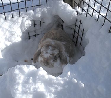 bunny in snow cave