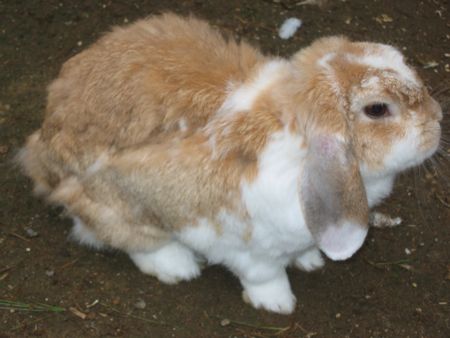 rabbit shedding its summer fur