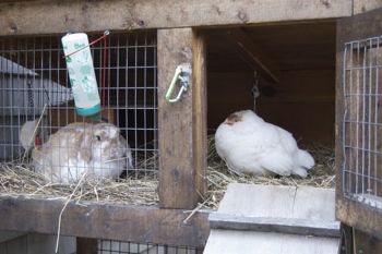 hen visits bunny hutch