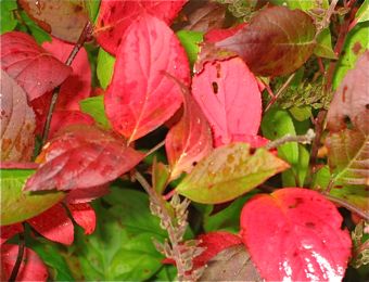 fall leaves