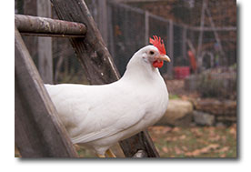 bantam white leghorn hen