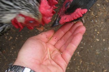 chickens eating out of my hand