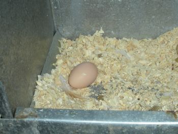 egg in nesting box