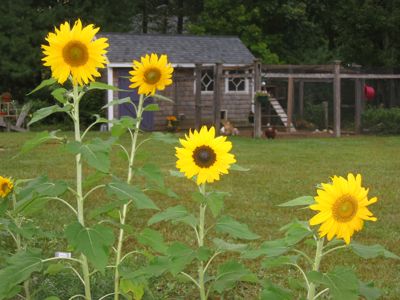 sunflowers and chickens