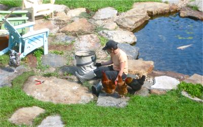 flock of hens helping to weed