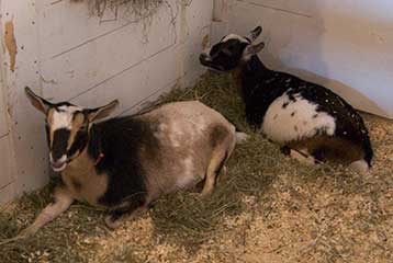 Nigerian dwarf goats