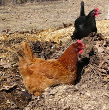 hens scratching in dirt
