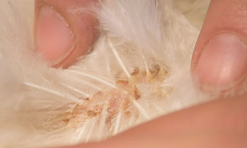 vent lice on bantam hen