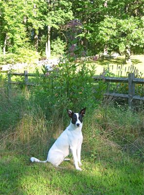 dog and joe pye weed