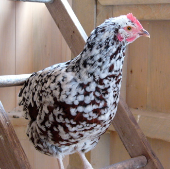 Sussex hen