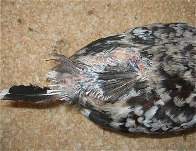 hen growing new feathers