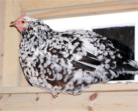 Sussex hen roosting on a ledge