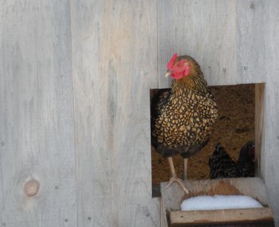 golden laced Wyandotte hen