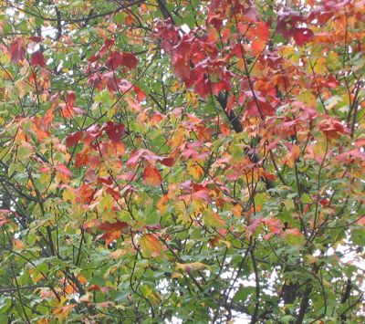 fall maple leaves