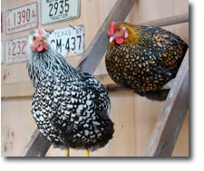 wyandotte hens
