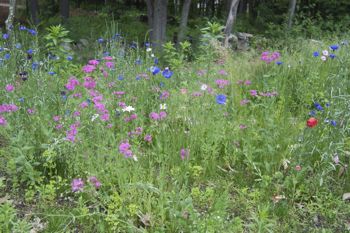 wildflowers