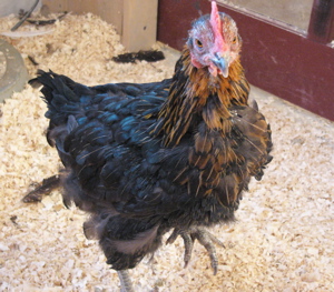 molting chicken