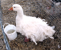 Sanbastapol goose