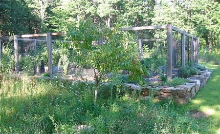 peach tree and vegetable garden