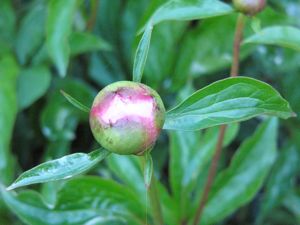 peony bloom