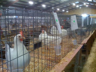 poultry show