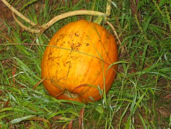 pumpkin on the vine