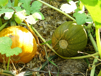 pumpkins