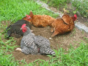 four hens taking a dust bath