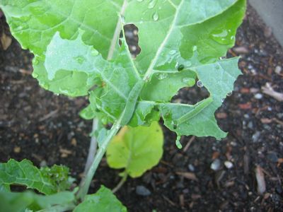 rutabaga caterpillar