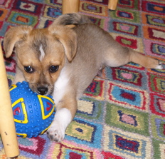 Scooter the puppy with a ball