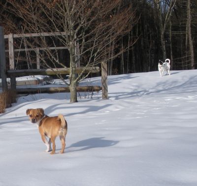 dogs in snow