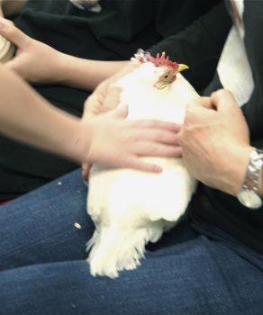 hen visits school classroom