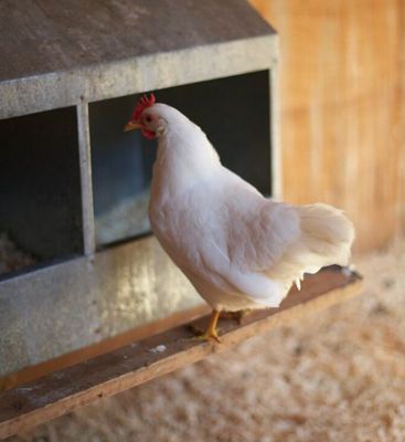 Snowball bantam white leghorn hen